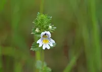Eyebright (Euphrasia officinalis) plant