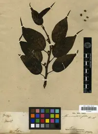 Texas mulberry