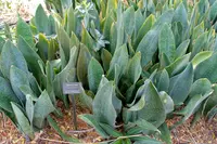 Dracaena masoniana