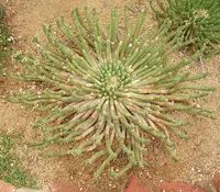 Porcupine Vingerpol