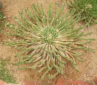 Porcupine Vingerpol (Euphorbia inermis) plant