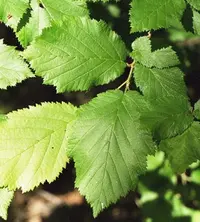 beaked hazelnut
