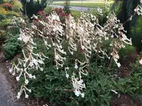 trumpet-flowered sinningia (Sinningia tubiflora) plant