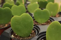 Heart leaves