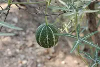 fingerleaf gourd