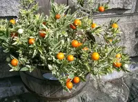 Jerusalem cherry