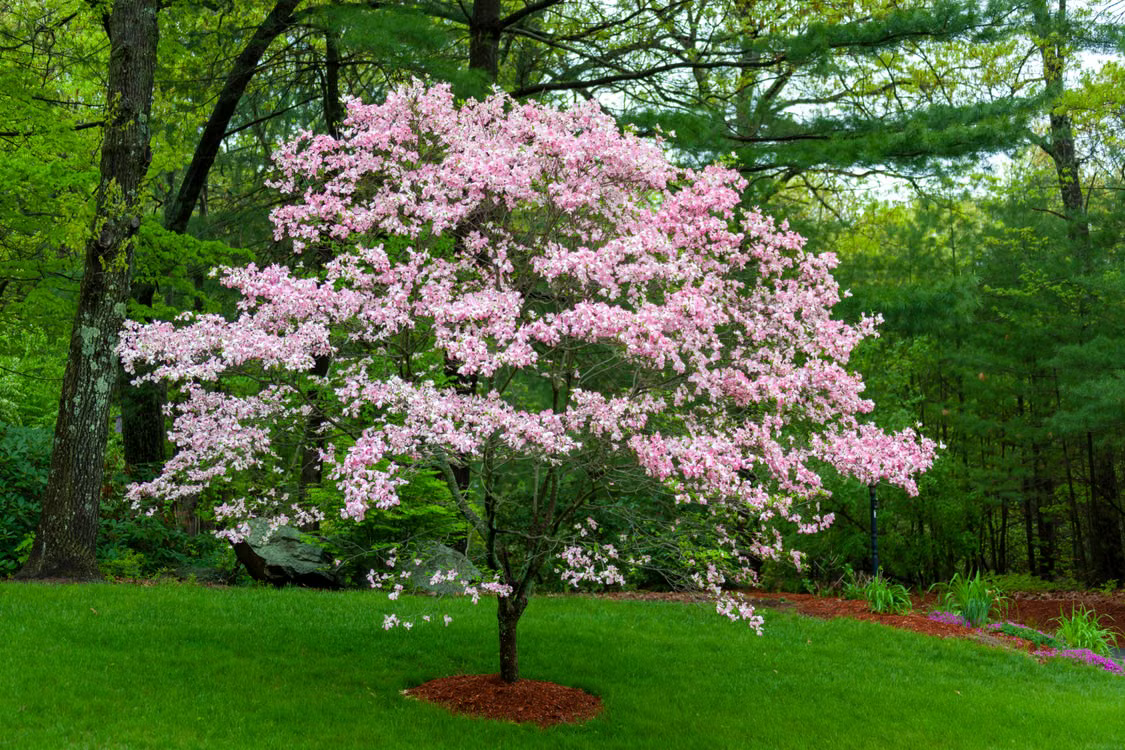 Best Flowering Trees for Front Yard - Flowering Dogwood
