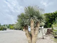 Beaked yucca