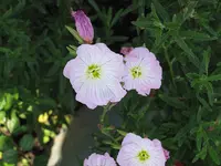 spotted evening primrose (Oenothera canescens) plant