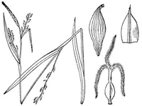 broad looseflower sedge (Carex laxiflora) plant