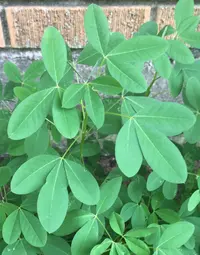 longbeak rattlebox