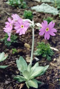 Long-flowered Primrose (Primula halleri) plant