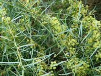 Flinders Range Wattle