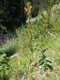 hairy evening primrose (Oenothera villosa) plant