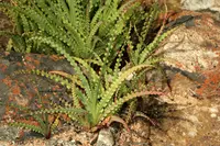 Crisp Plumeiris (Tritonia undulata) plant