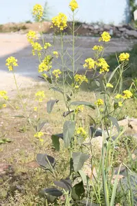 India mustard