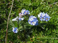 Alpine forget-me-not (Myosotis alpestris) plant