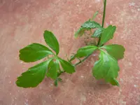 southern ginseng (Gynostemma pentaphyllum) plant