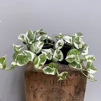 Epipremnum aureum 'Njoy' indoor