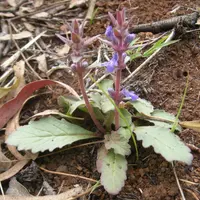 Austral Bugle