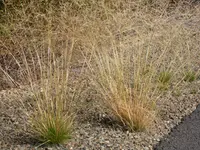 rough bentgrass