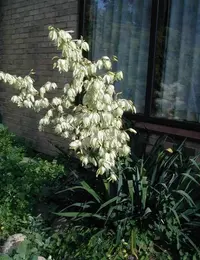 Adam's needle (Yucca filamentosa) plant