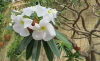 Pachypodium lamerei