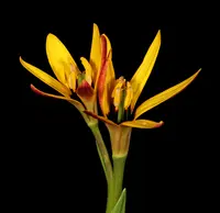 Beetle Lily