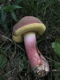 patriotic bolete