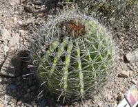 candy barrelcactus