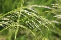 Deschampsia cespitosa stems