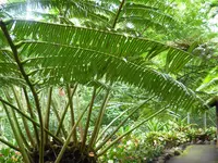 Oriental vessel fern