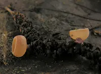 catkin cup