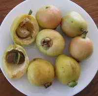 Rose-apple