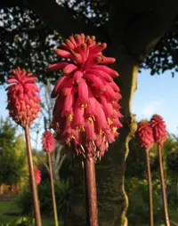 Forest lily (Veltheimia bracteata) plant