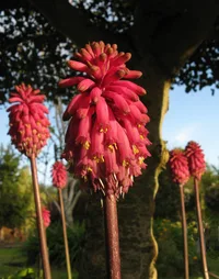 Forest lily