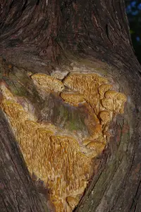 Brunneoporus juniperinus