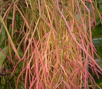 Rhipsalis burchellii