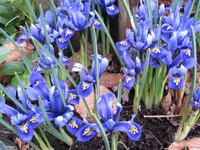 Netted iris