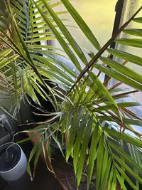 Parlor Palm photo by a Botan App user