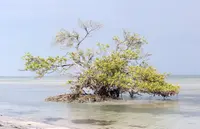 black mangrove