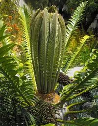 Modjadji Cycad