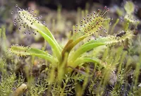Drosera arcturi
