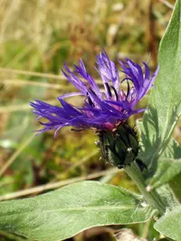Mountain bluet