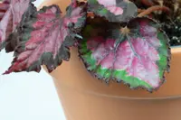 Begonia