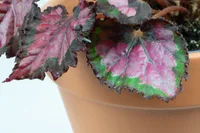 Begonia
