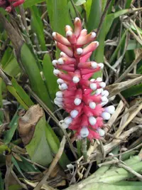 matchstick bromeliad
