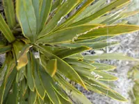 fierce Spaniard (Aciphylla ferox) plant