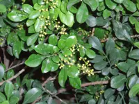Chinese perfume plant