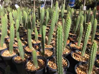 Stenocereus chacalapensis in pot